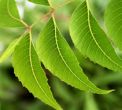 Ayurvedic Herbs for Pain-Control