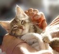 Pets Can Be The Best Medicine