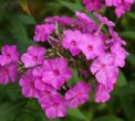 A Gardener's Confession