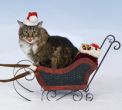 The Twelve Holiday Steps