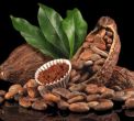 Is Chocolate Healthy?