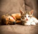 Planning For A Pet