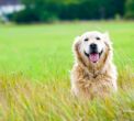 How To Protect Your Pet From The Heat