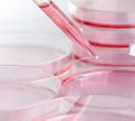 Infectious Cancers—What You Can Do