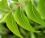Ayurvedic Herbs for Pain-Control